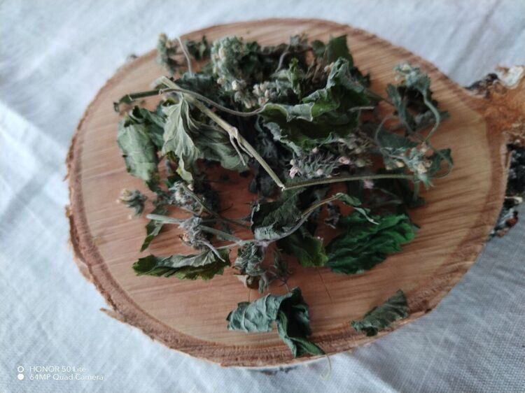 Котовник Муссини (Мусина) трава